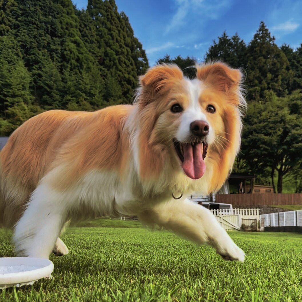 愛犬とグランピング